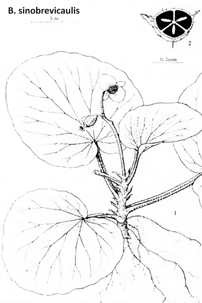 B. sinobrevicaulis